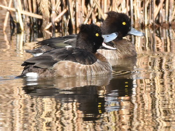 キンクロハジロ 葛西臨海公園 2019年1月3日(木)