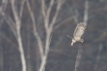 Ural Owl Senjogahara Marshland Mon, 4/29/2024