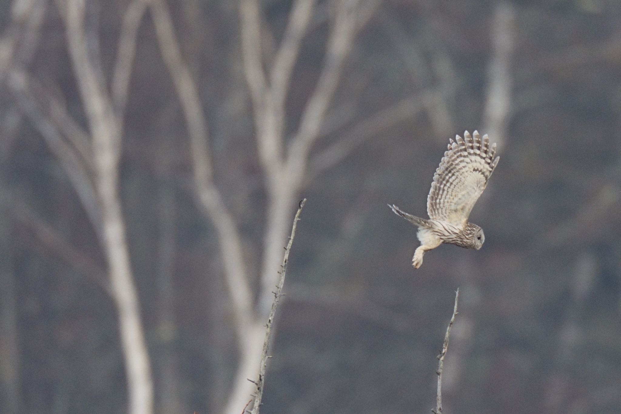 Photo of Ural Owl at Senjogahara Marshland by アカウント5227