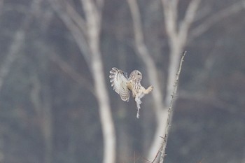 Ural Owl Senjogahara Marshland Mon, 4/29/2024