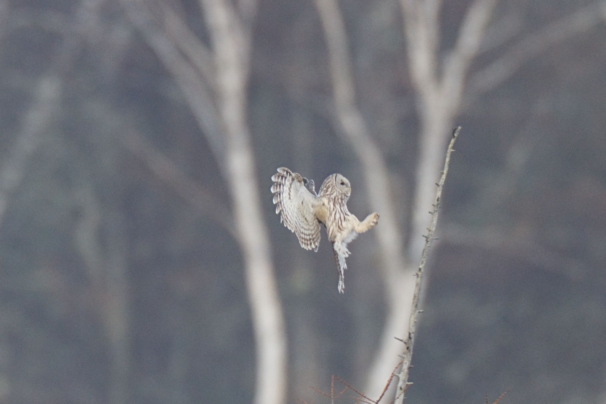 Photo of Ural Owl at Senjogahara Marshland by アカウント5227