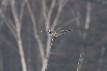 Ural Owl Senjogahara Marshland Mon, 4/29/2024