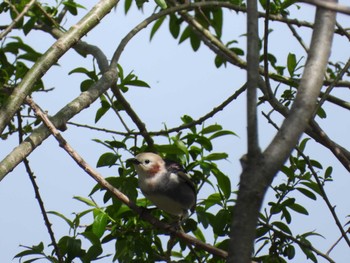 Chestnut-cheeked Starling 瀬月内川(岩手県) Sun, 4/28/2024