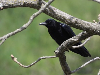 Carrion Crow 瀬月内川(岩手県) Sun, 4/28/2024