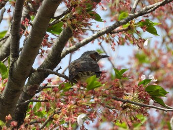 ヒヨドリ 瀬月内川(岩手県) 2024年4月28日(日)