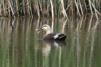 Eastern Spot-billed Duck 池子の森自然公園 Wed, 5/8/2024