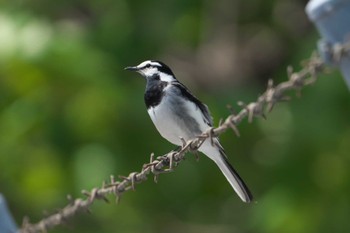 White Wagtail 池子の森自然公園 Wed, 5/8/2024