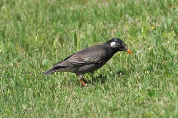 White-cheeked Starling 池子の森自然公園 Wed, 5/8/2024
