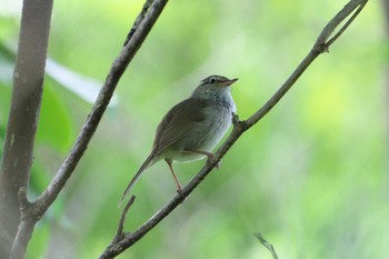 Japanese Bush Warbler 池子の森自然公園 Wed, 5/8/2024