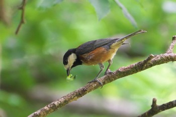 2024年5月8日(水) 池子の森自然公園の野鳥観察記録