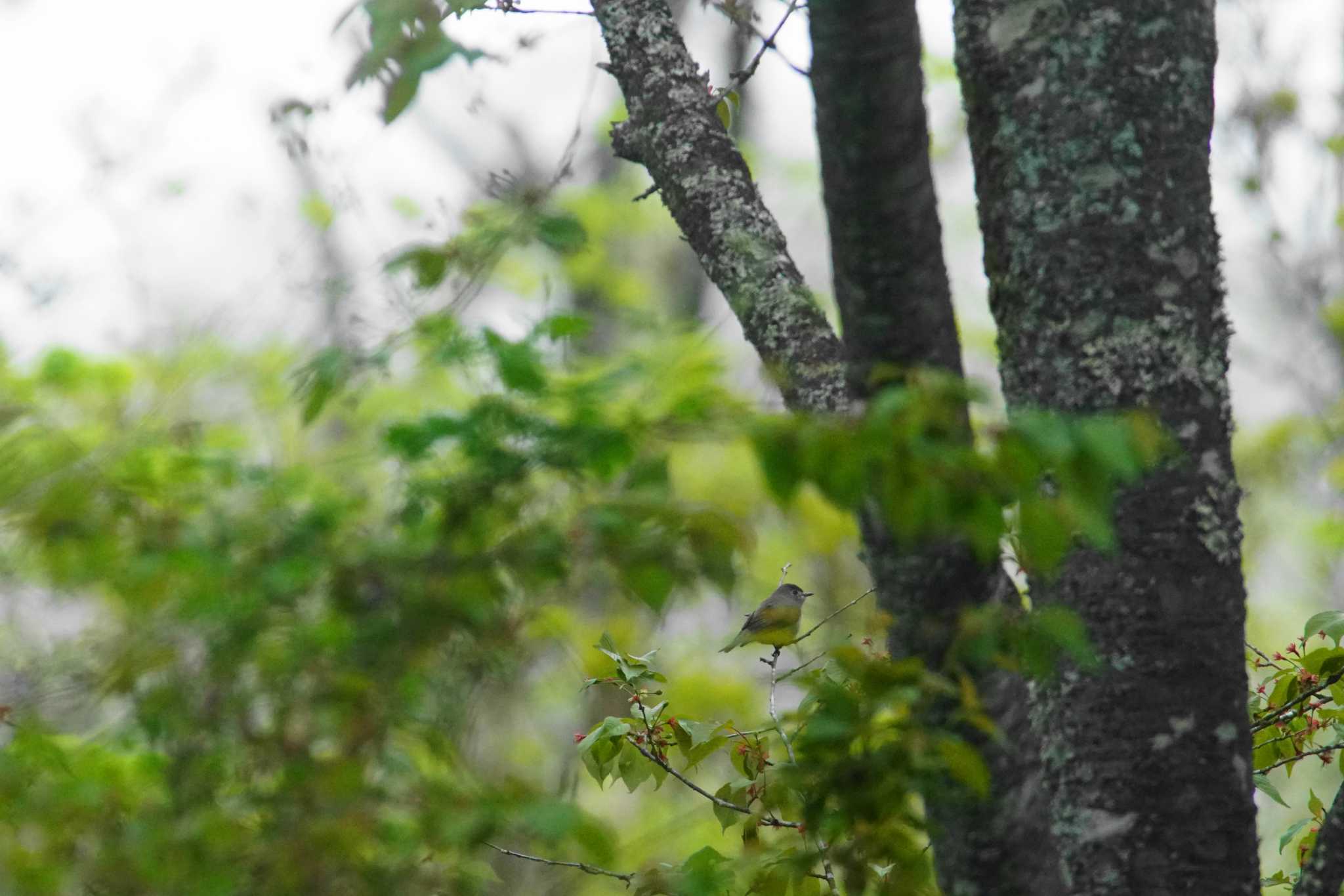 Photo of Asian Brown Flycatcher at 富士山麓