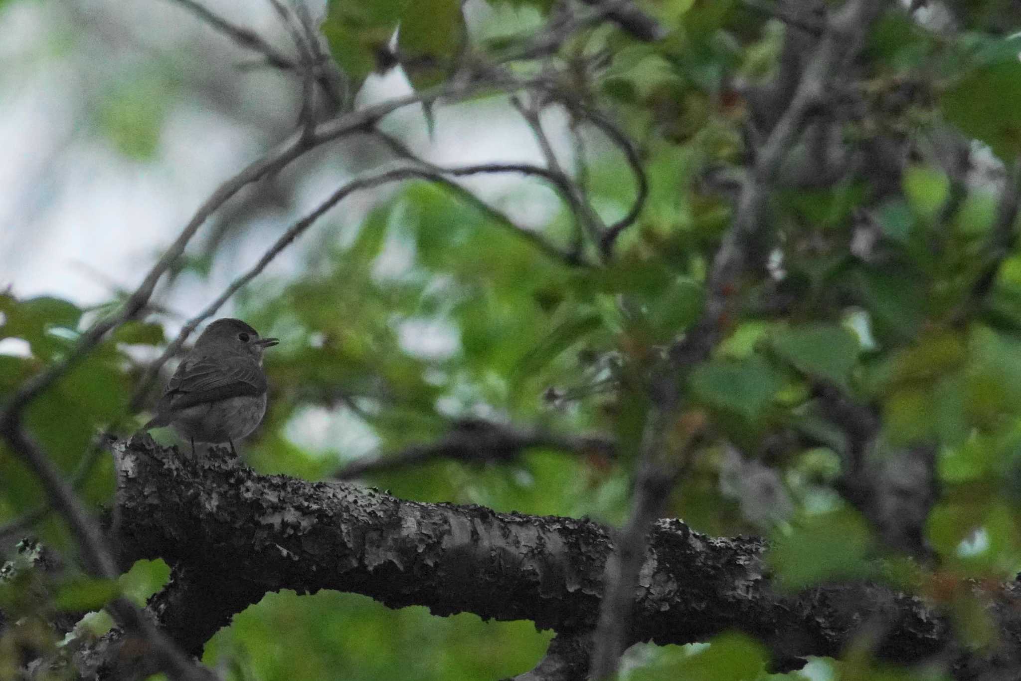 Photo of Asian Brown Flycatcher at 富士山麓