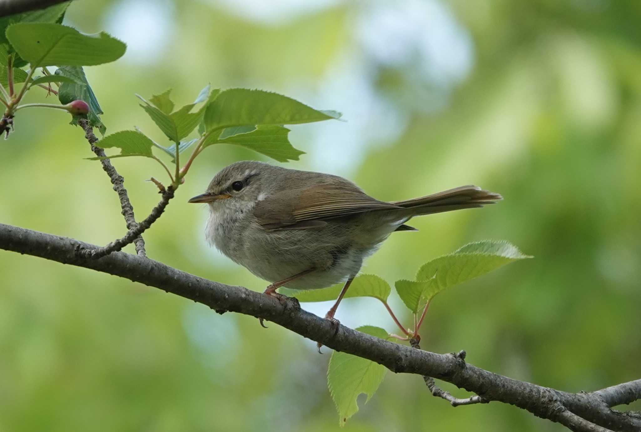 Photo of Japanese Bush Warbler at 庭田山頂公園 by 里川