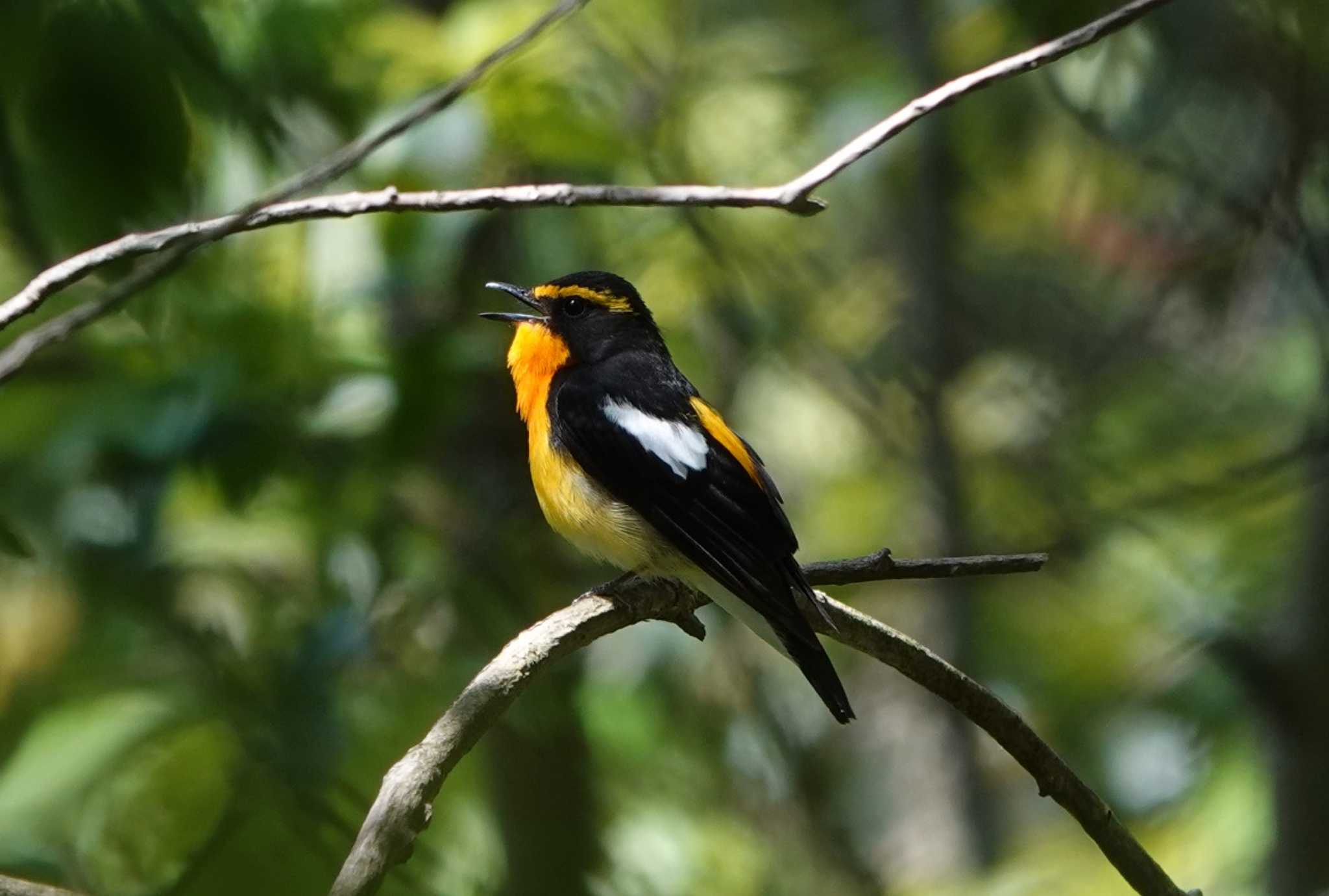 Photo of Narcissus Flycatcher at 庭田山頂公園