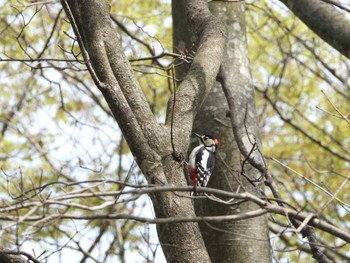 Great Spotted Woodpecker 小川原湖(青森県) Sun, 4/28/2024