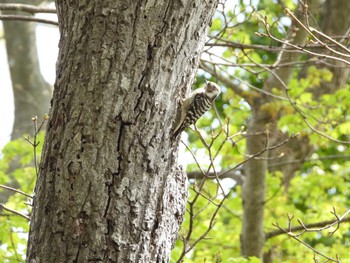 Japanese Pygmy Woodpecker 小川原湖(青森県) Sun, 4/28/2024