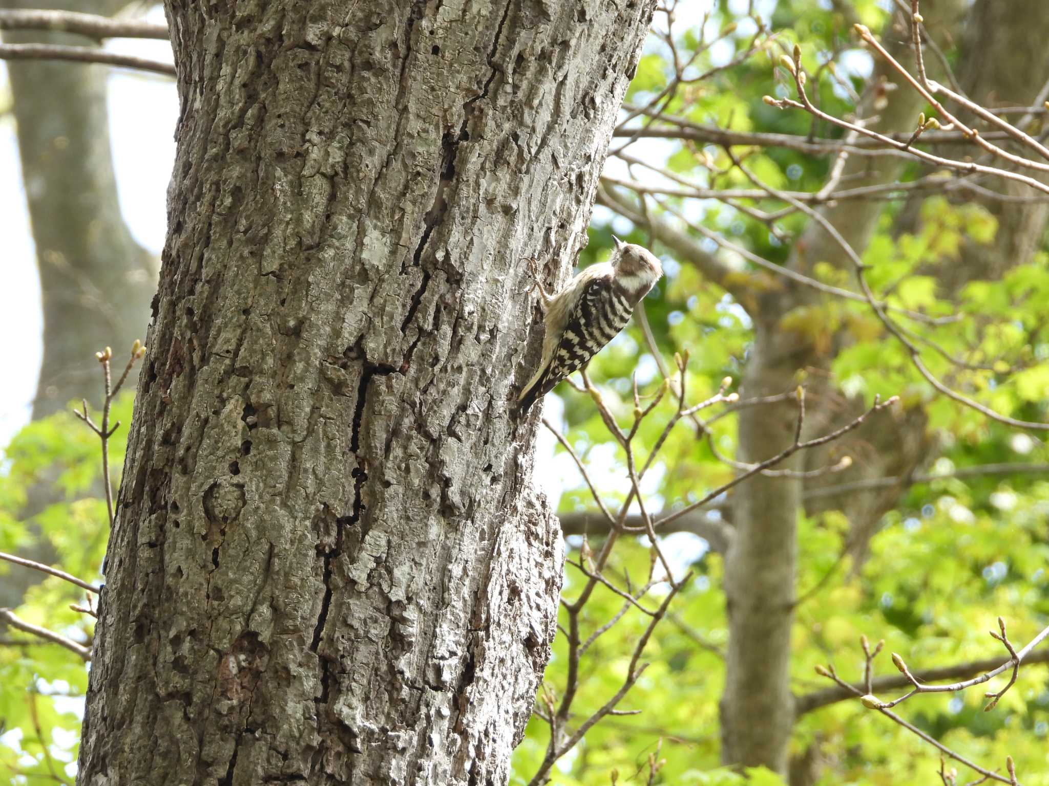 Japanese Pygmy Woodpecker