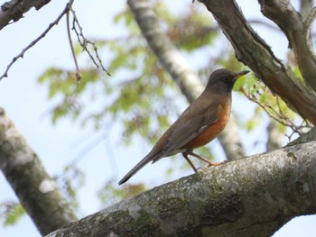 Brown-headed Thrush 小川原湖(青森県) Sun, 4/28/2024