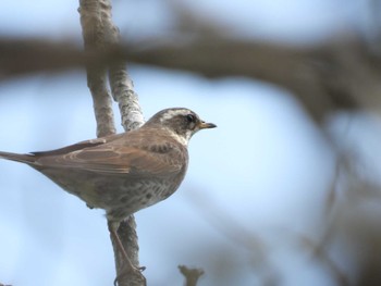 Dusky Thrush 小川原湖(青森県) Sun, 4/28/2024