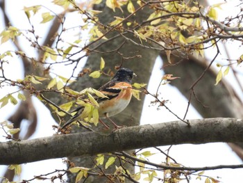 Brambling 小川原湖(青森県) Sun, 4/28/2024