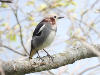 2024年4月28日(日) 小川原湖(青森県)の野鳥観察記録