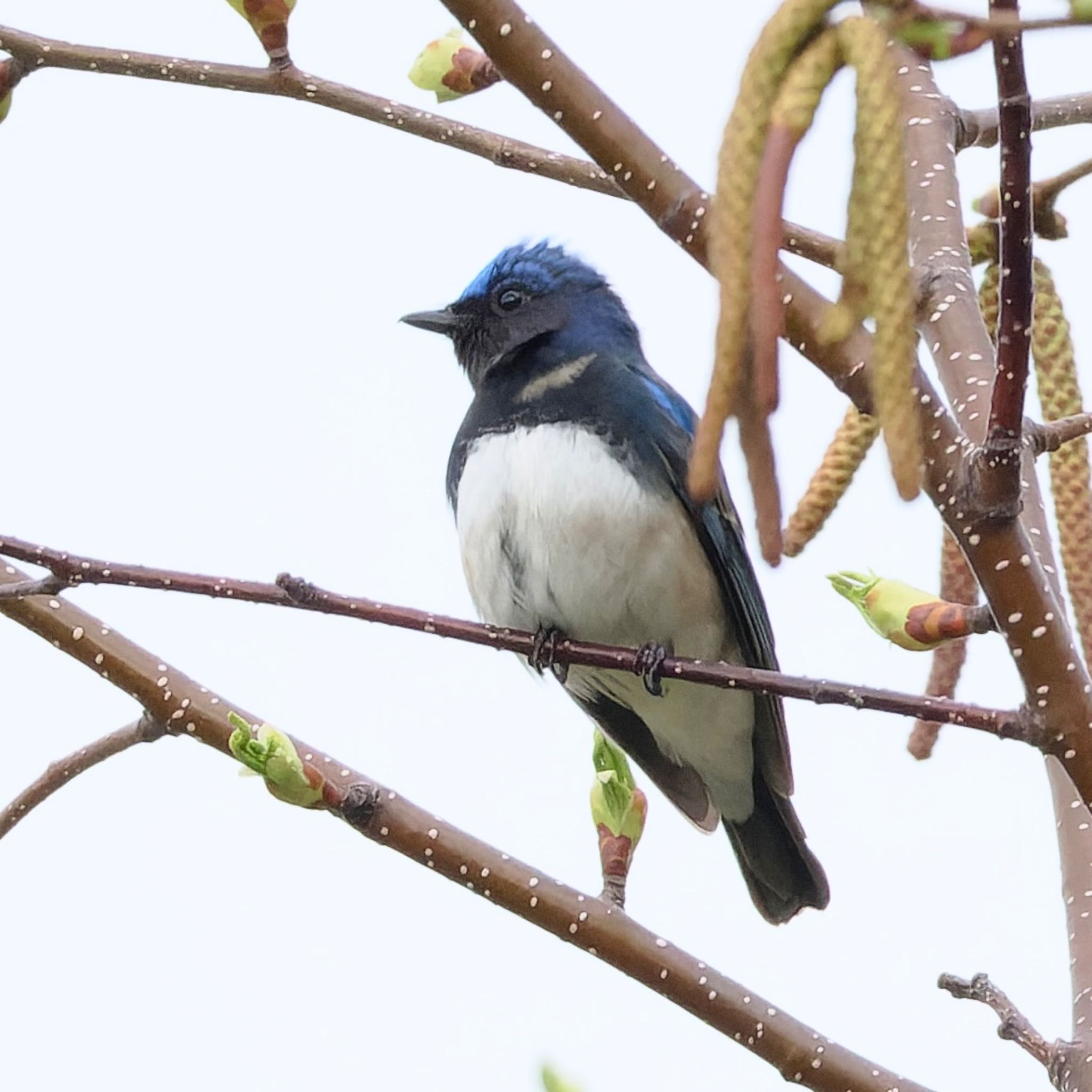 Photo of Blue-and-white Flycatcher at 常盤公園