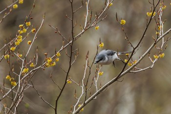 Ashy Minivet Karuizawa wild bird forest Mon, 4/22/2024