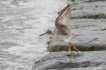 Grey-tailed Tattler 多摩川二ヶ領宿河原堰 Wed, 5/8/2024