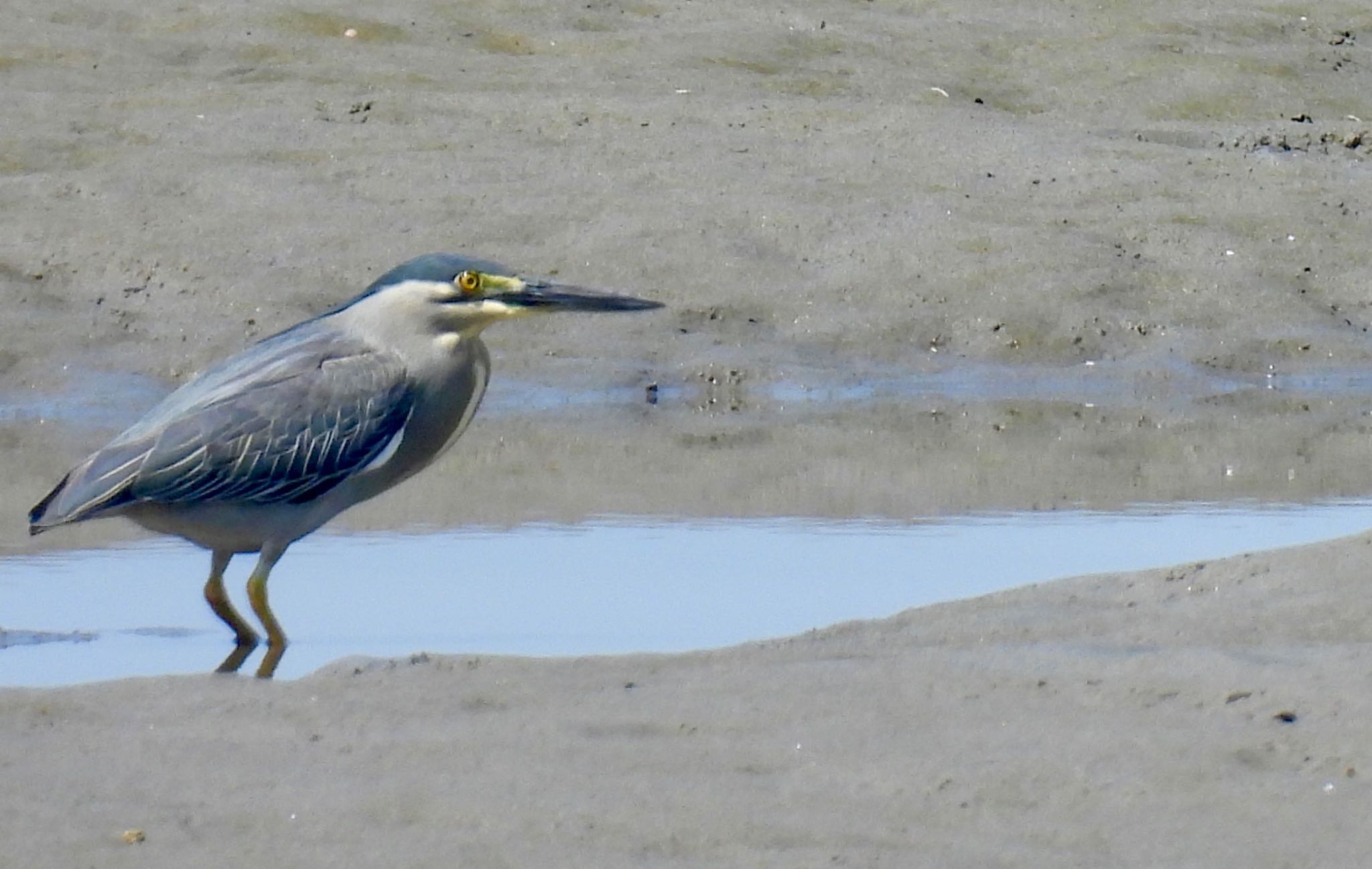 Striated Heron