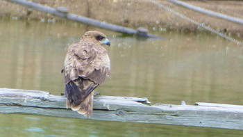 トビ 奈良県 2024年5月8日(水)