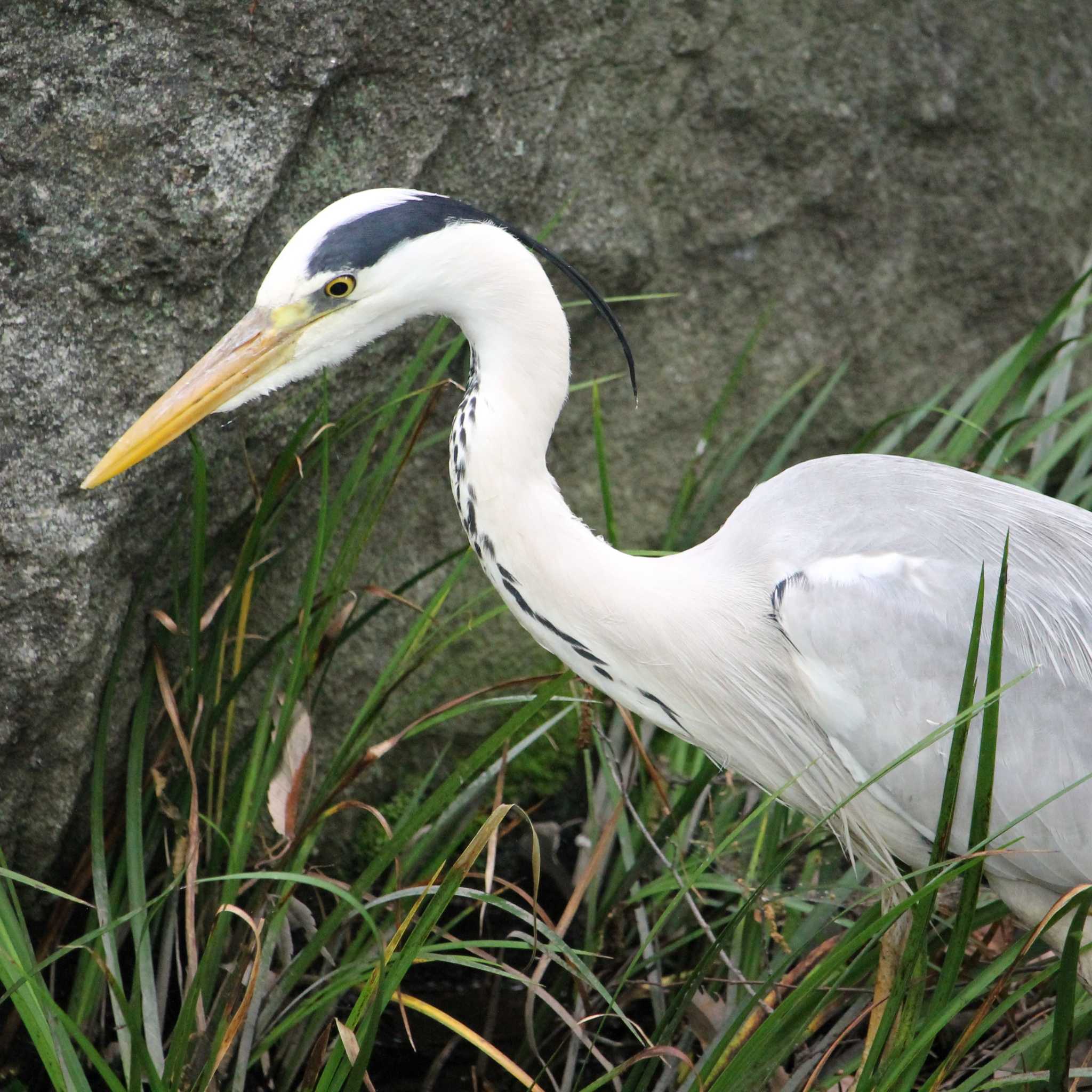 Photo of Grey Heron at 都内