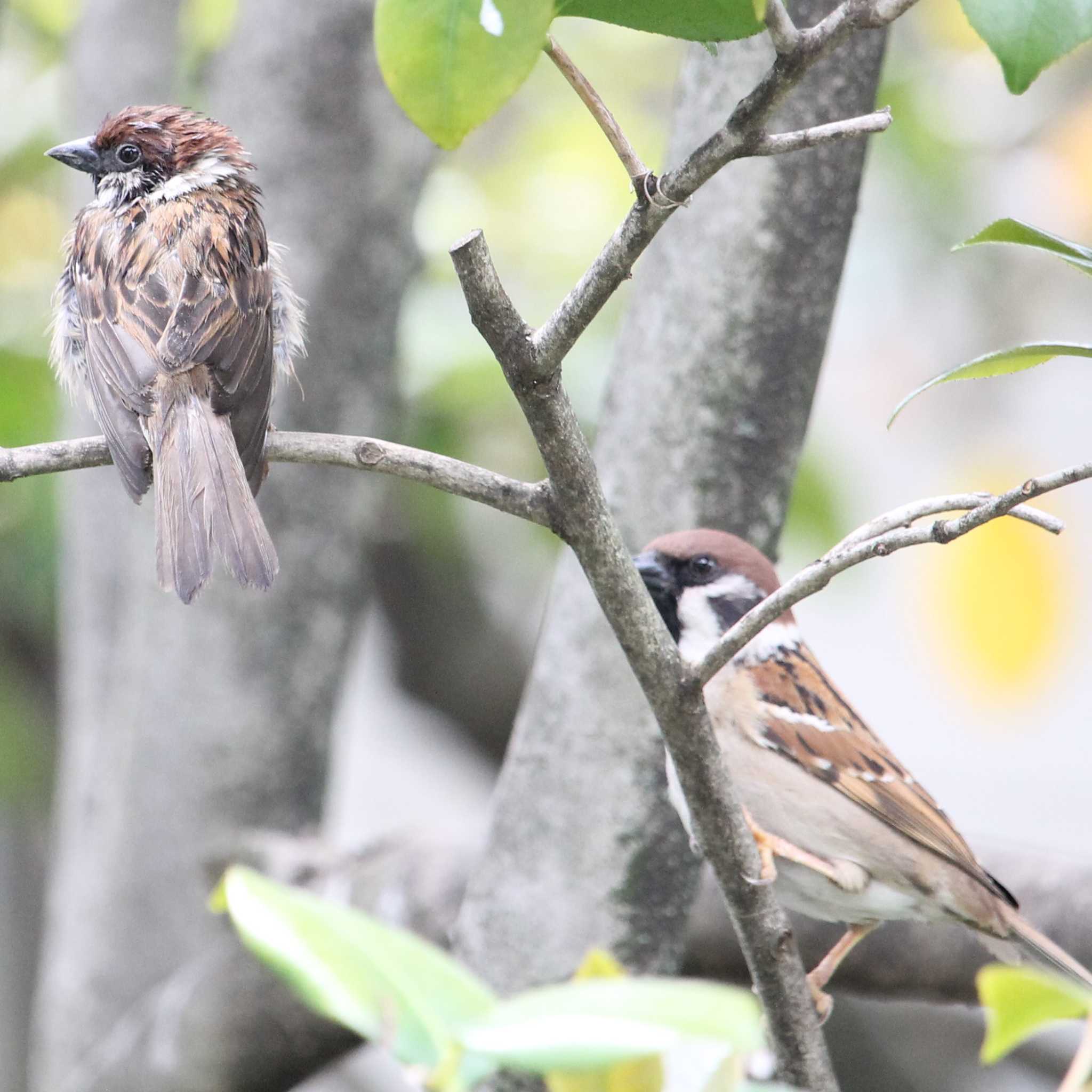 Photo of Eurasian Tree Sparrow at 都内