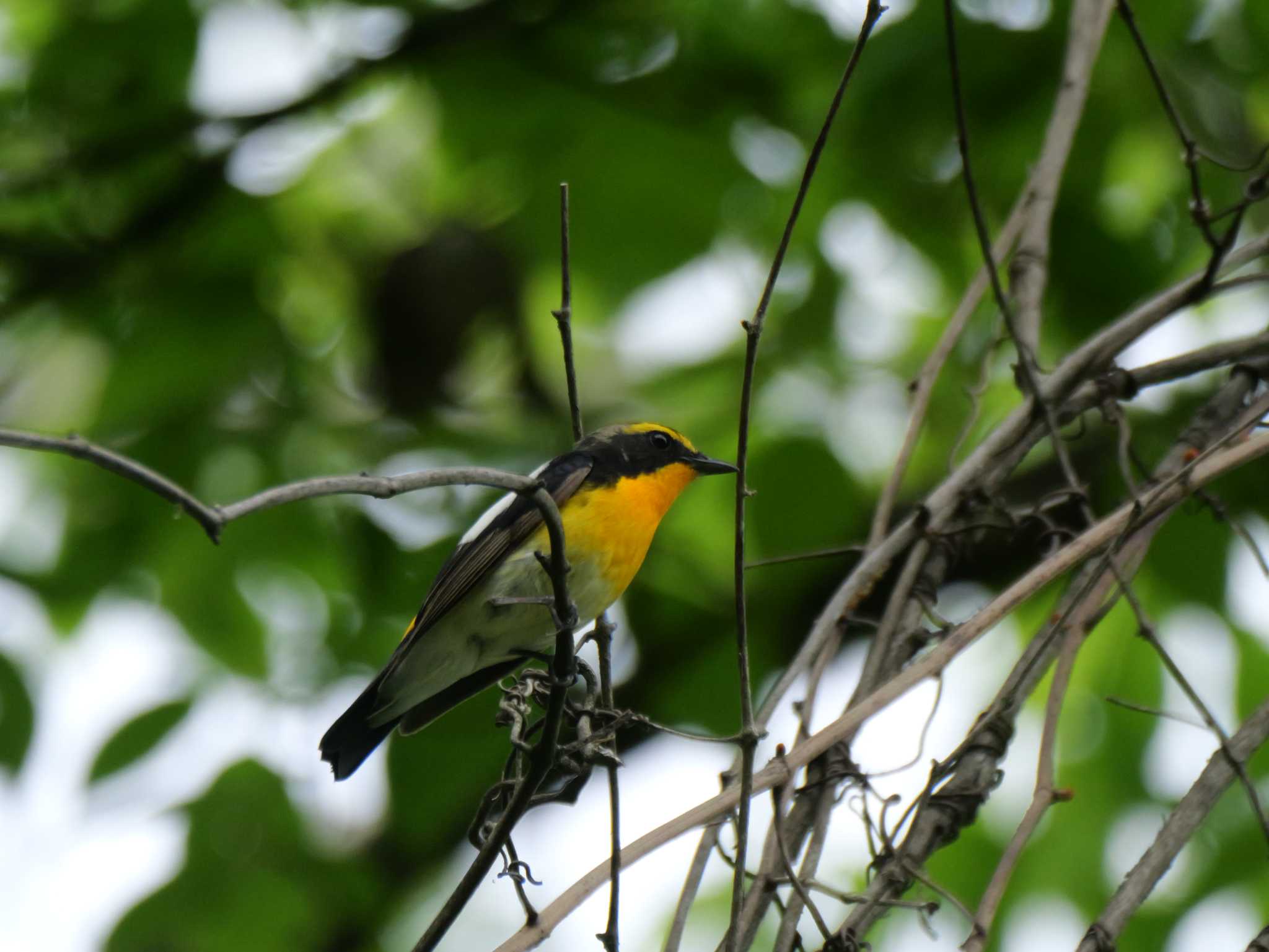 Photo of Narcissus Flycatcher at 秩父
