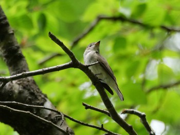 Asian Brown Flycatcher 秩父 Sat, 4/27/2024