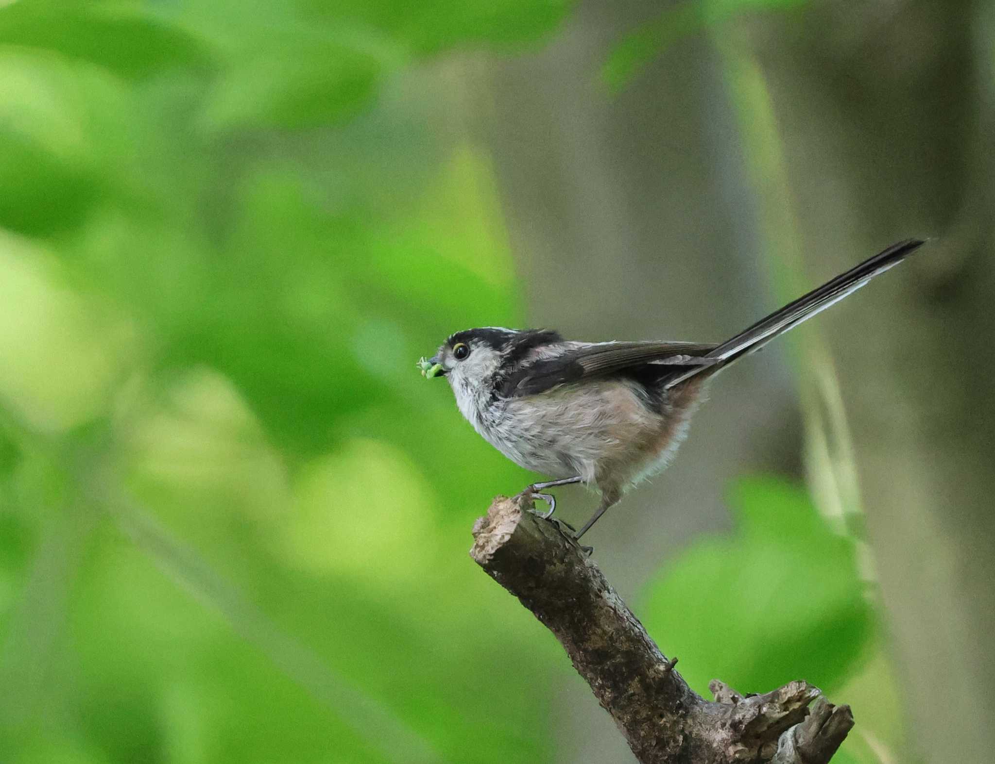 Photo of Long-tailed Tit at 多摩地区 by taiga