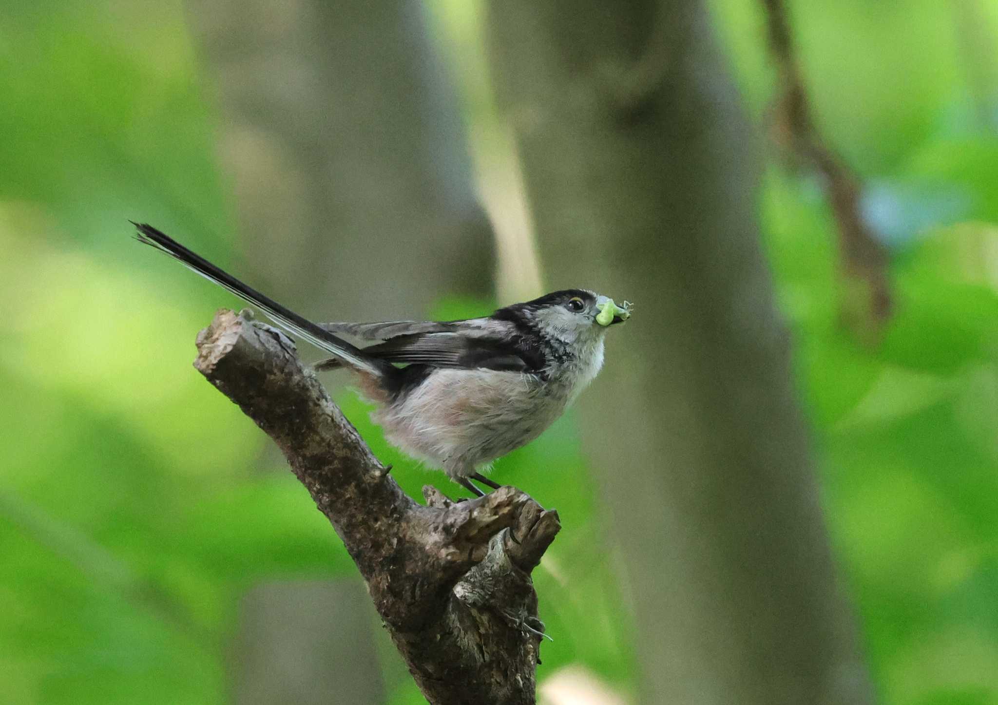 Photo of Long-tailed Tit at 多摩地区