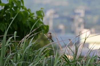 モズ 松毛川(三島市) 2024年5月8日(水)