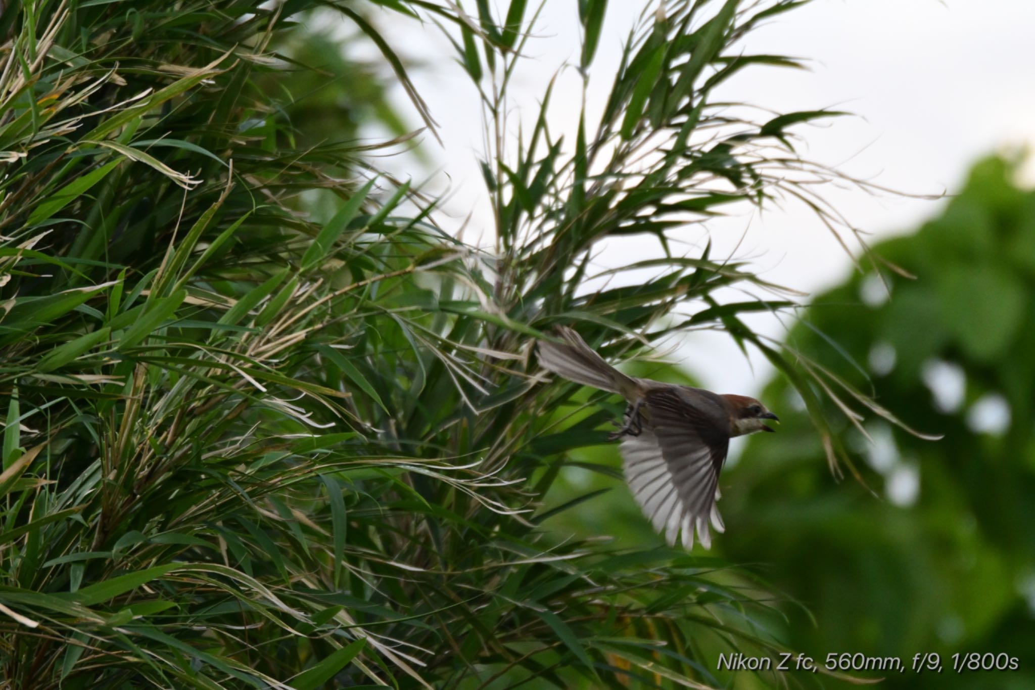 Photo of Bull-headed Shrike at 松毛川(三島市)