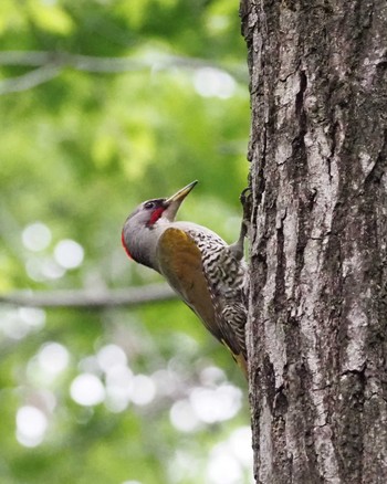 Japanese Green Woodpecker 姫路市自然観察の森 Wed, 5/8/2024