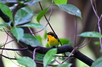 Narcissus Flycatcher 大池公園 Wed, 5/8/2024