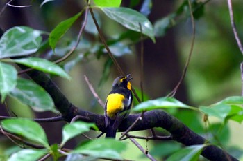 Narcissus Flycatcher 大池公園 Wed, 5/8/2024