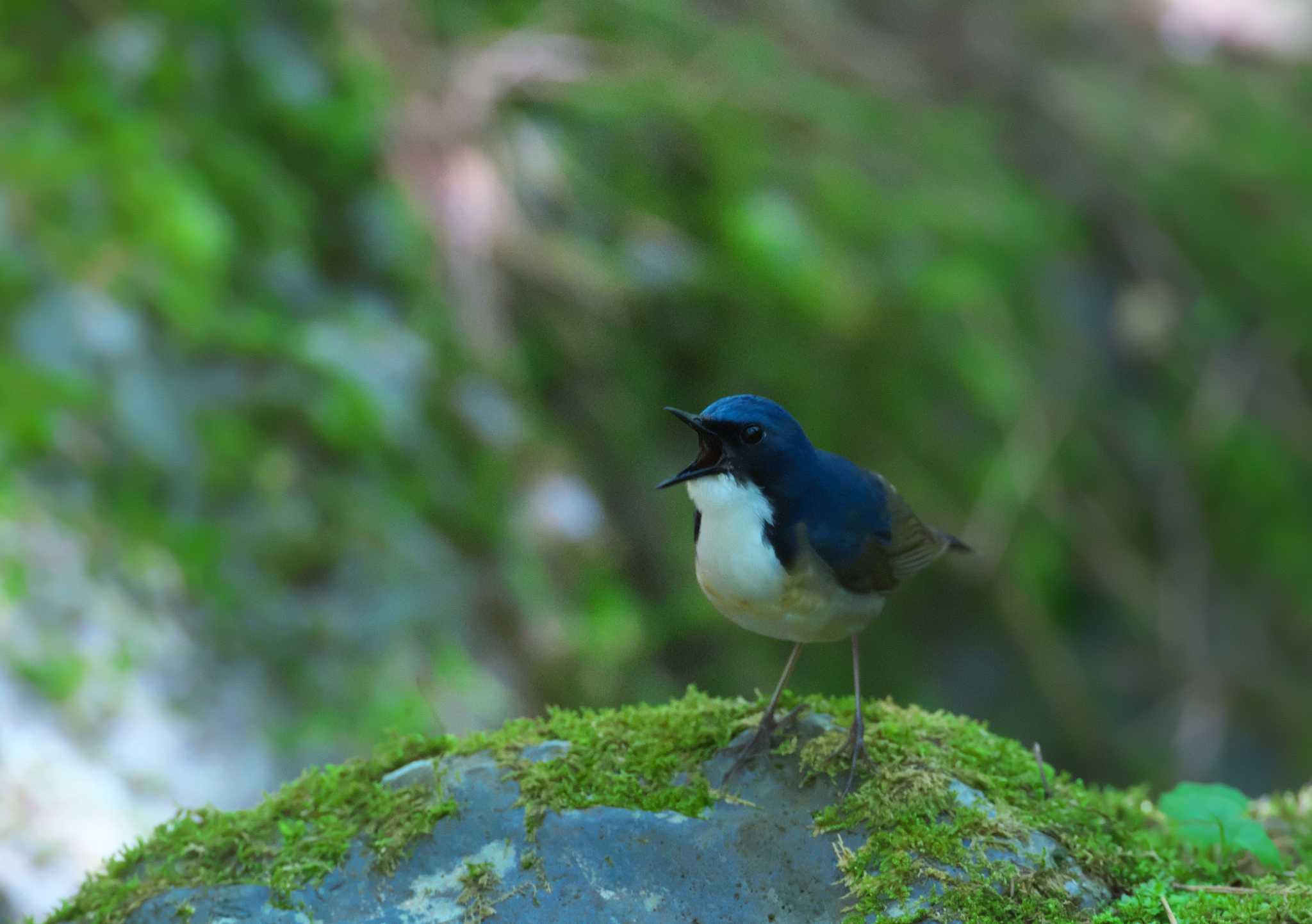 Photo of Siberian Blue Robin at 山梨県 by snipe