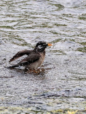 White-cheeked Starling 江津湖 Tue, 5/7/2024