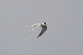 Little Tern 多摩川二ヶ領宿河原堰 Mon, 4/29/2024