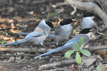 オナガ 葛西臨海公園 2019年1月3日(木)