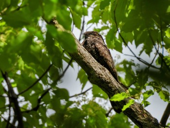 Grey Nightjar Osaka castle park Wed, 5/8/2024