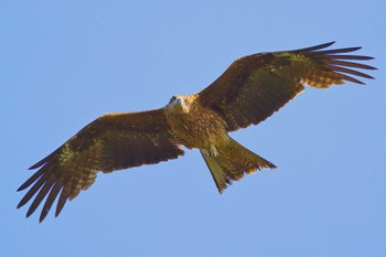 Black Kite 和歌山 磯ノ浦 Thu, 5/2/2024