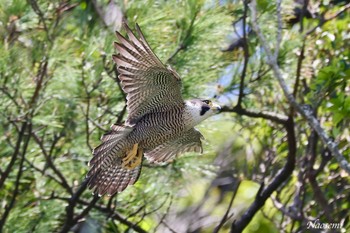 Peregrine Falcon 神奈川県 Sat, 5/4/2024