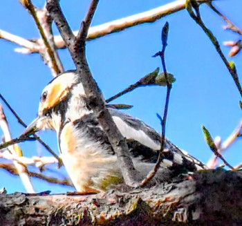 Great Spotted Woodpecker Kasai Rinkai Park Wed, 5/1/2024