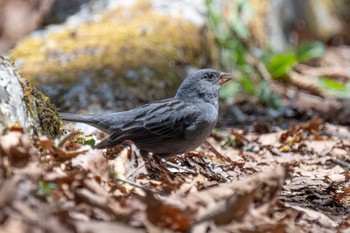 Grey Bunting Yanagisawa Pass Sun, 5/5/2024